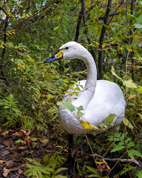 Tundra Swan Närbild Profil Busken Med Suddig Bakgrund Visar Vit — Stockfoto