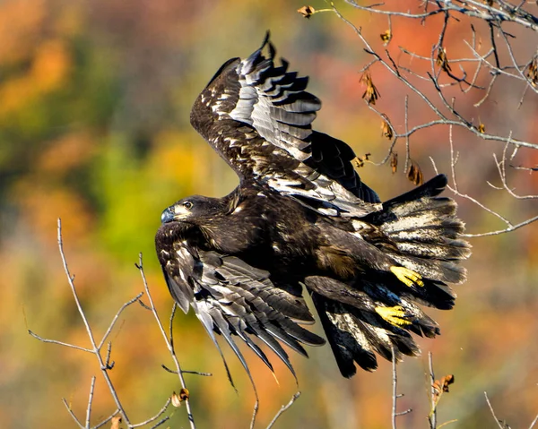 Juvenile Bald Eagle Flying Tree Branches Autumn Blur Background Its — Stock Photo, Image