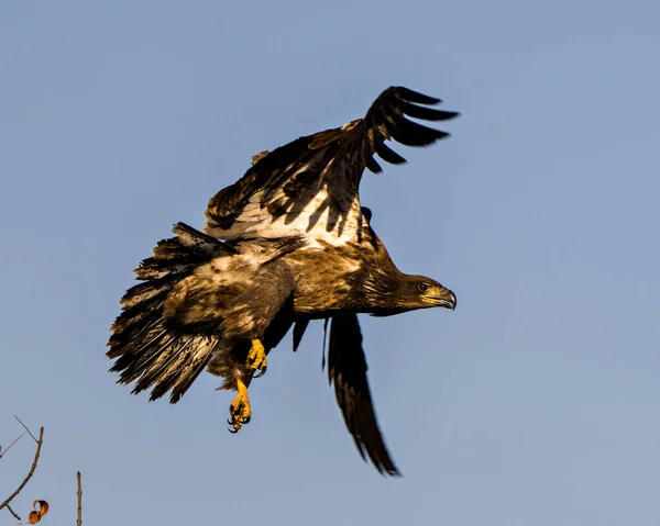 Águia Calva Juvenil Voando Com Fundo Azul Céu Seu Ambiente — Fotografia de Stock