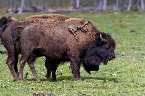 Vue Rapprochée Profil Couple Bisons Sur Terrain Avec Fond Flou — Photo