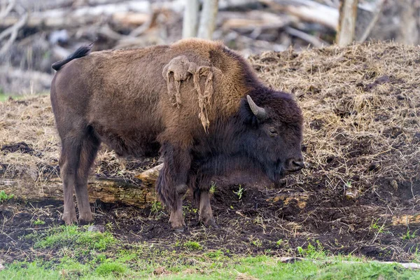 Vue Latérale Rapprochée Bison Montrant Grand Corps Des Cornes Dans — Photo