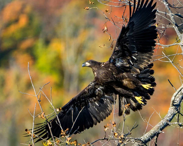 Juvenile Bald Eagle Flyger Iväg Med Spridda Vingar Med Höst — Stockfoto