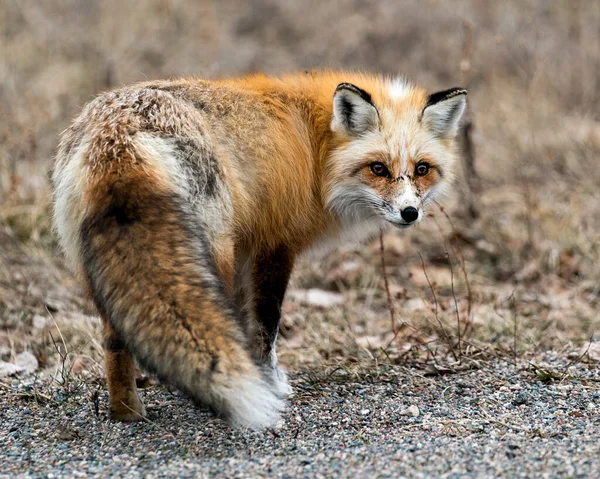 Red Unique Fox Close Profile Looking Camera Spring Season Its — Stock Photo, Image