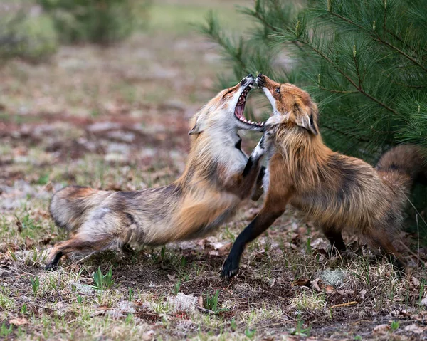 Foxes Trotting Playing Fighting Revelry Interacting Behaviour Conflict Environment Habitat — Stock Photo, Image