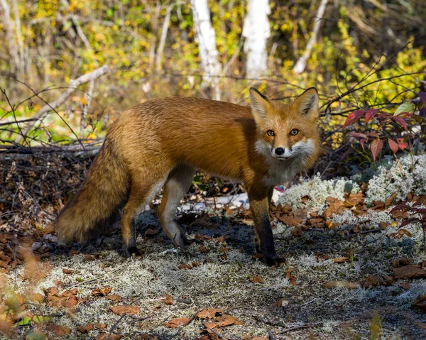 Červená Liška Boční Pohled Stojí Mechu Zemi Lesním Pozadím Zobrazující — Stock fotografie