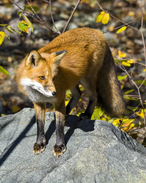 Red Fox Close Standing Big Rock Looking Camera Blur Forest — Stock Photo, Image