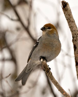 Pine Grosgaga 'nın yakın plan profil görüntüsü, çevresi ve doğal ortamında bulanık bir arka plana sahip. Görüntü. Görüntü. Portre. 