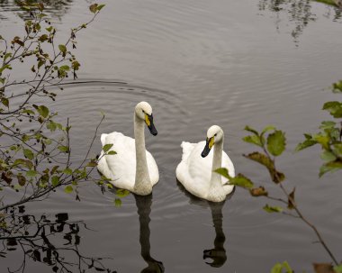 Tundra Kuğu çifti, çevrelerinde ve çevrelerinde dallarla yan yana yüzüyor.,