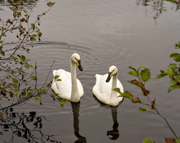 Tundra Swan Pareja Nadando Lado Lado Con Ramas Primer Plano —  Fotos de Stock