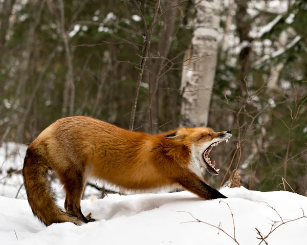 Red Fox Yawning Stretching Displaying Open Mouth Teeth Tongue Bushy — Stock Photo, Image