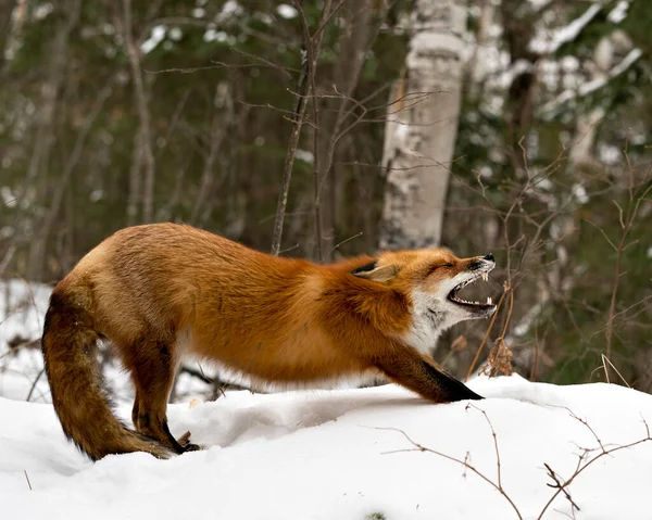 冬の環境や雪の森の背景を持つ生息地で 忙しいキツネの尾 毛皮を表示する赤いキツネのあくびやストレッチ フォックス画像 写真だ 肖像画 レッドフォックスの写真 — ストック写真