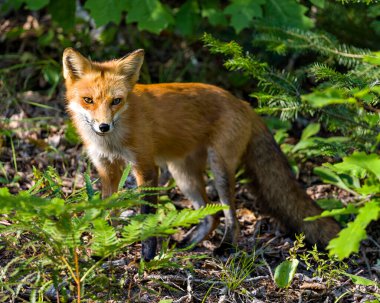 Kızıl Tilki batan güneşin son ışınlarının tadını çıkarıyor. Çevresindeki doğal yaşam alanı ve yeşillik arka plan ve ön planda. 