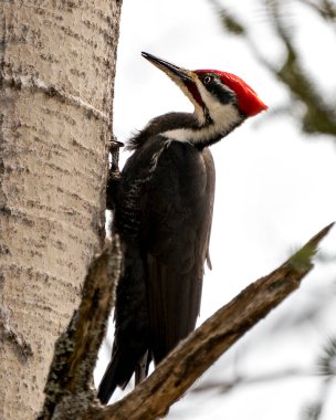 Ağaçkakan, çevre ve yaşam ortamında bulanık bir arka plana sahip bir ağaç gövdesine tünemiş yakın plan profil görüntüsü. Dağınık Ağaçkakan resmi. Görüntü. Portre.