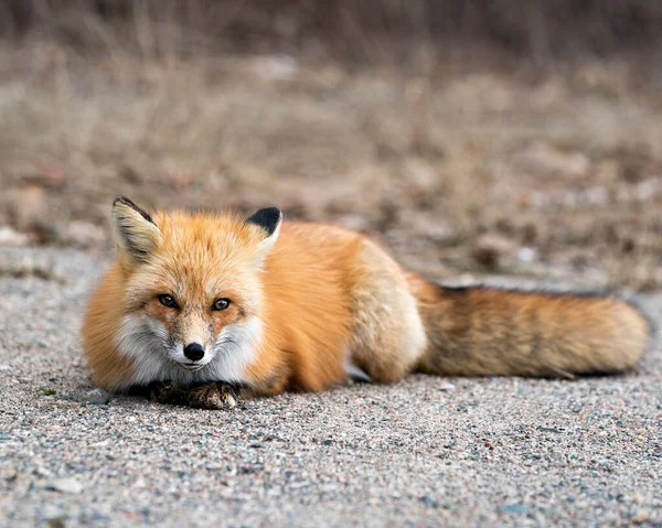 Red Fox Vista Close Perfil Descansando Olhando Para Câmera Temporada — Fotografia de Stock