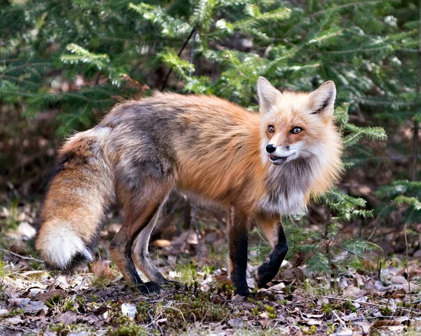 Red Fox Nahaufnahme Profil Seitenansicht Der Frühjahrssaison Mit Nadelzweigen Hintergrund — Stockfoto