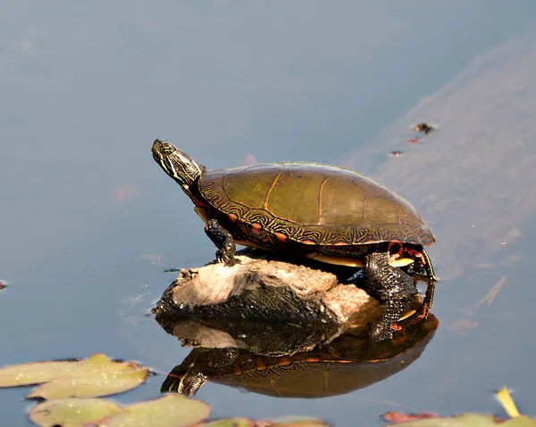 Painted turtle resting on a log with body reflection and displaying its turtle shell, head, paws in its environment and habitat surrounding. Turtle Image. Picture. Portrait. Photo.