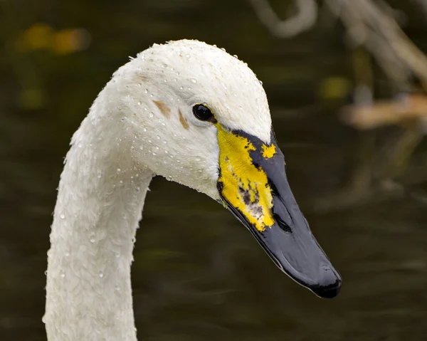 Swan Tundra Huvud Skott Närbild Profil Med Suddig Bakgrund Sin — Stockfoto