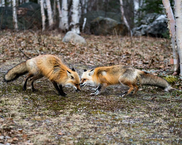 Couple Renards Roux Interagissant Avec Fond Des Bouleaux Printemps Montrant — Photo