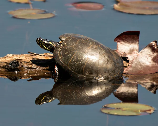 Geschilderde Schildpad Een Stam Vijver Met Lelie Pad Vijver Waterlelies — Stockfoto