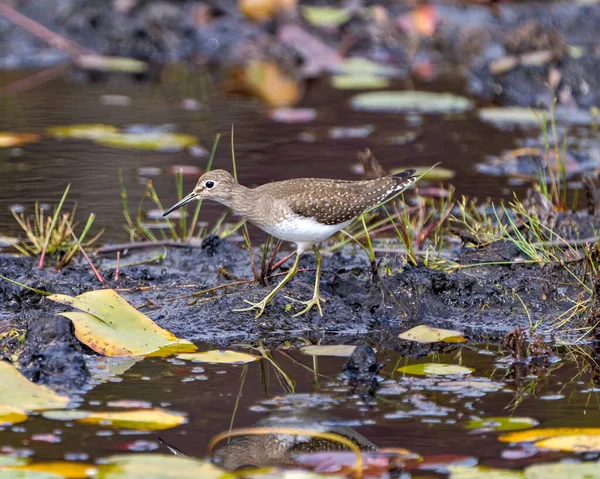 Pájaro Arenero Común Caminando Agua Fangosa Pantano Con Almohadillas Lirio —  Fotos de Stock