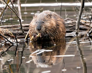 Muskrat stok fotoğrafları. Sudaki misk faresi kahverengi kürkünü bir kütük tarafından sergiliyor, kameraya bakıyor ve çevre ve yaşam alanında bulanık bir su arka planına sahip ağaç dalını yiyor. Görüntü. Görüntü. Portre.