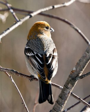 Pine Grosgaga dişisinin yakın plan profil görüntüsü, çevresi ve doğal ortamında bulanık bir arka plana sahip. Grosgaga resmi. Görüntü. Portre.