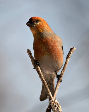 Pine Grosgaga erkek yakından profil görüntüsü, çevresindeki bulanık bir arka plan ve kırmızı tüy tüyünü gösteren doğal yaşam alanı ile tünemiş. Görüntü. Görüntü. Portre.