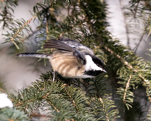 Chickadee Nahaufnahme Profil Ansicht Hockt Auf Tannenzweig Mit Ausgebreiteten Flügeln — Stockfoto