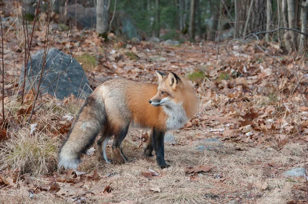 Red Fox Close Profilo Vista Laterale Nella Foresta Durante Stagione — Foto Stock