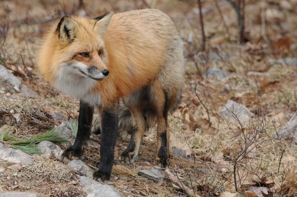 Red Fox Close Profile View Forest Autumn Season Displaying Its — Stock Photo, Image