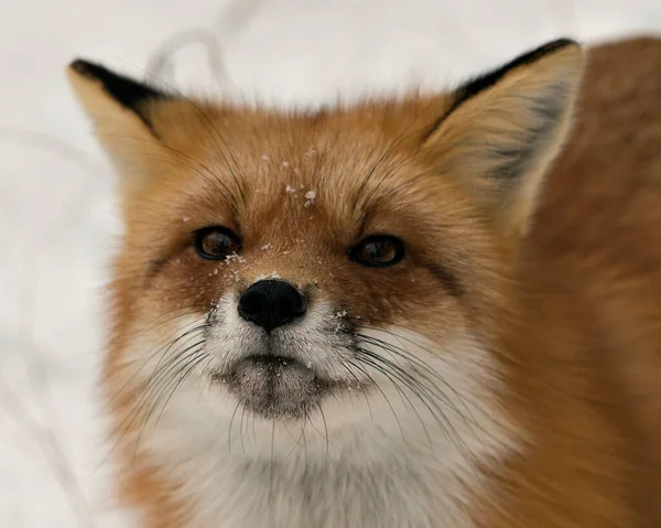 Red Fox Head Shot Close Προβολή Προφίλ Κατά Χειμερινή Περίοδο — Φωτογραφία Αρχείου