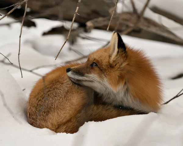 Red Fox Close Profilo Vista Nella Stagione Invernale Nel Suo — Foto Stock