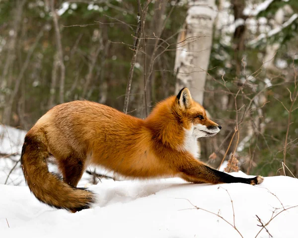 環境や雪の森の背景と生息地の冬の季節に赤いキツネのストレッチボディは 忙しいキツネの尾 毛皮を表示します フォックス画像 写真だ 肖像画 — ストック写真