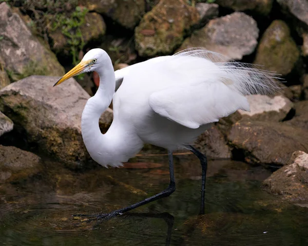 Μεγάλη Θέα Προφίλ White Egret Close Στο Νερό Απλωμένα Φτερά — Φωτογραφία Αρχείου