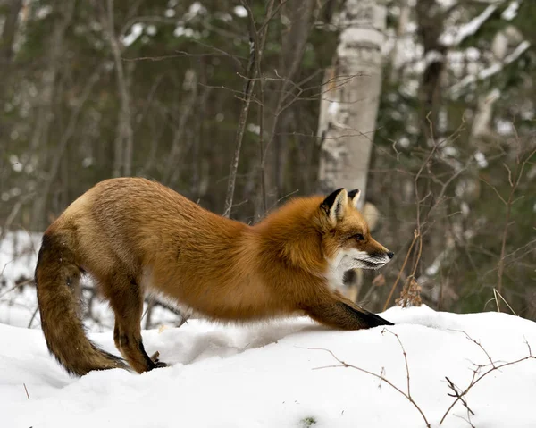 環境や雪の森の背景と生息地の冬の季節に赤いキツネのストレッチボディは 忙しいキツネの尾 毛皮を表示します フォックス画像 写真だ 肖像画 — ストック写真