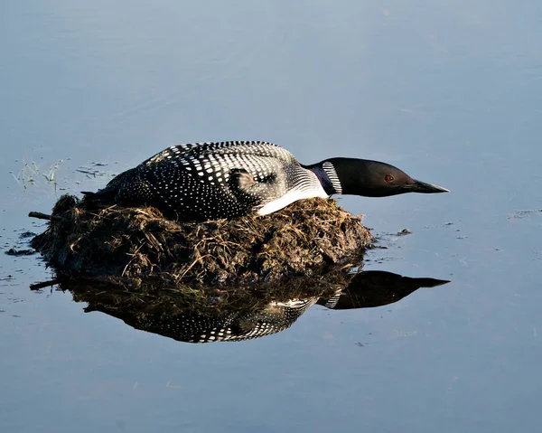 Loon Broedend Zijn Nest Met Moerasgras Modder Water Aan Oever — Stockfoto