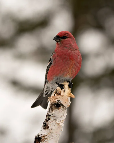 Pine Grosbeak Vista Perfil Close Masculino Empoleirado Com Fundo Borrão — Fotografia de Stock