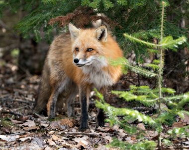 Kırmızı tilki, bahar sezonunda çevre ve yaşam ortamında ladin dalları ile ön cephe profili oluşturur. Fox Image 'da. Görüntü. Portre. Fotoğraf..