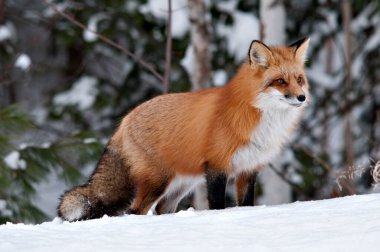 Red fox close-up profile view in the winter season in its environment and habitat with blur tree background displaying bushy fox tail, fur. Fox Image. Picture. Portrait.  clipart