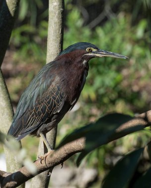 Yeşil balıkçıl yeşil mavi tüyleri, tüyleri, gövdesi, gagası, başı, gözü, çevresi ve habitatında bulanık bir arkaplanı gösteren bir dala tünemiş..
