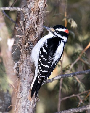 Ağaçkakan yakından profil görüntüsü ağaç gövdesine tırmanıyor ve çevresindeki tüyleri ve arka plandaki bulanık yaşam alanını gösteriyor. Görüntü. Görüntü. Portre. 