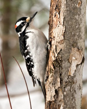 Ağaçkakan yakından profil görüntüsü ağaç gövdesine tırmanıyor ve çevresindeki tüyleri ve arka plandaki bulanık yaşam alanını gösteriyor. Görüntü. Görüntü. Portre. 