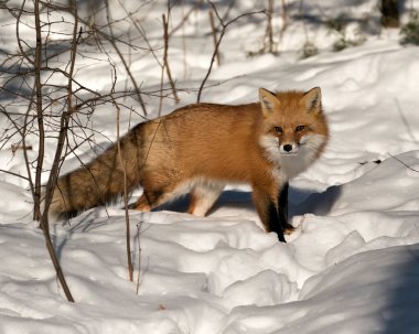 Kızıl tilki, kış mevsiminde doğal ortamında ve doğal ortamında, karlı arka planda tüylü tilki kuyruğu ve kürkünü gösteren yakın plan profili çizer. Görüntü. Görüntü. Portre. 