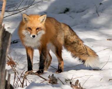 Kızıl tilki, kış mevsiminde çevresine ve yaşam alanına yakın çekim profil çizer. Arkaplanı bulanık, ıslak tilki kuyruğunu gösterir. Fox Image 'da. Görüntü. Portre.