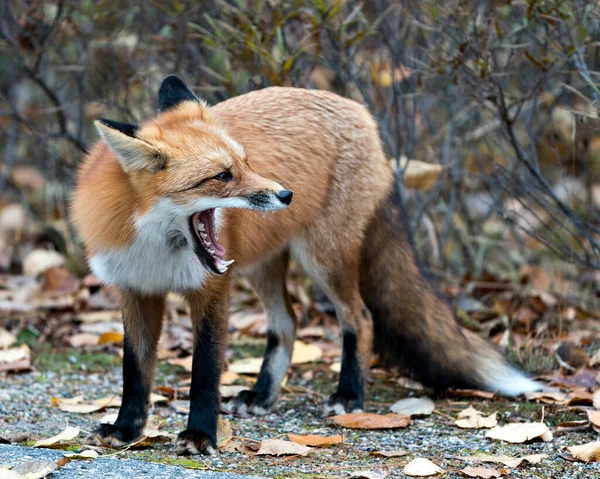 Rotfuchs Nahaufnahme Profil Ansicht Gähnt Und Zeigt Zunge Zähne Mit — Stockfoto