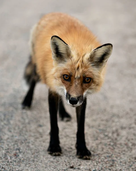 Red Fox Head Close Profile Front View Looking Camera Spring — Stock Photo, Image