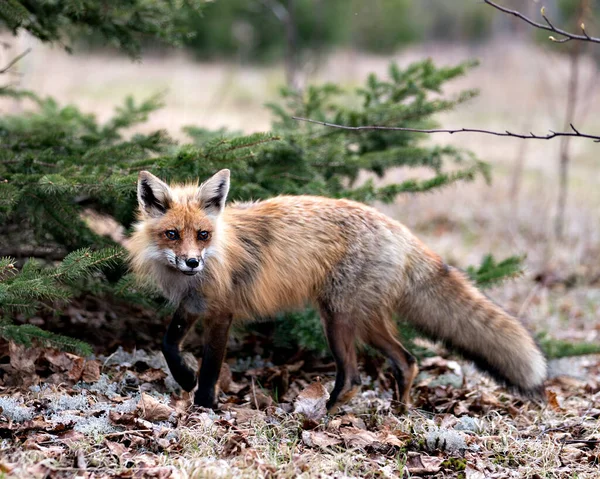 Red Fox Close Profil Pohled Boční Pohled Jaře Rozmazaný Bílý — Stock fotografie