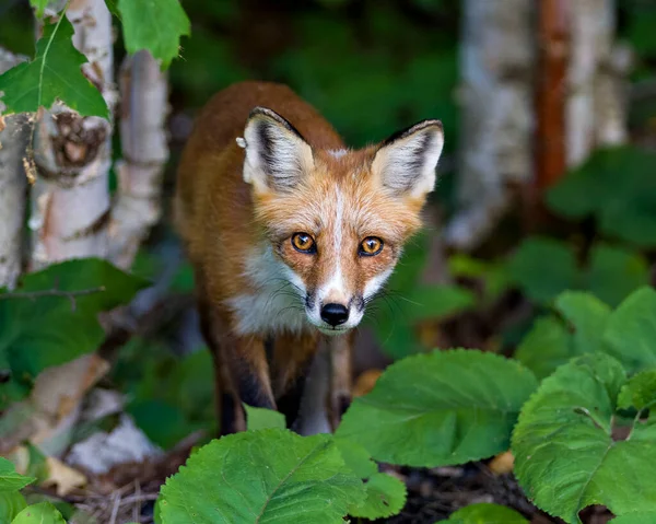 Widok Profilu Zbliżeniowego Red Fox Patrząc Kamerę Rozmytym Tłem Liści — Zdjęcie stockowe