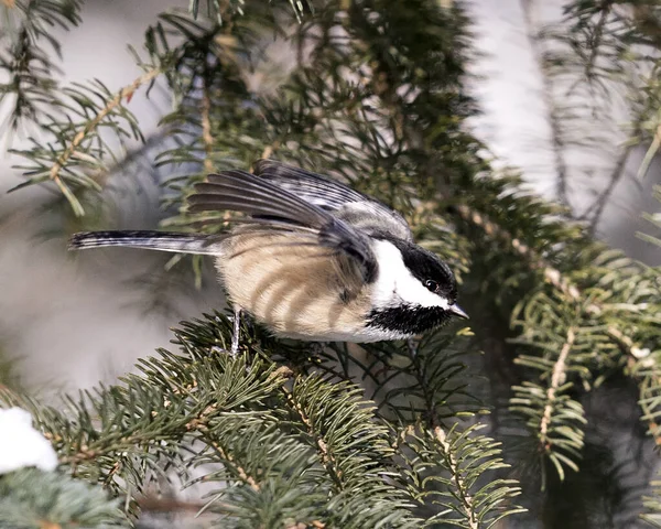 Chickadee Close Profile View Perched Fir Tree Branch Spread Wings — Stock Photo, Image