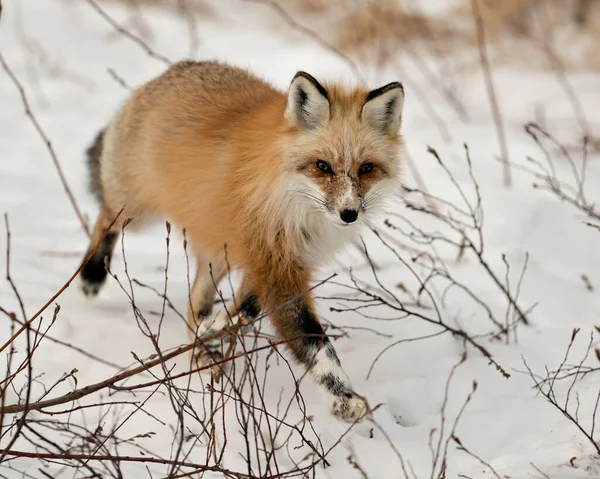 여우는 서식지에서 겨울에 카메라를 당신을 걸어오고 이미지 사진찍어 초상화 — 스톡 사진